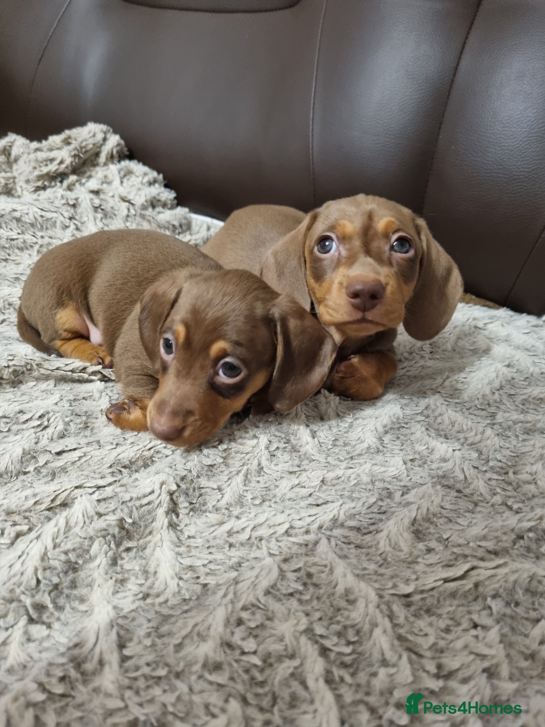 Miniature Dachshund dogs for sale: Adorable Miniature Dachshund Puppies - £750 each - Image 1
