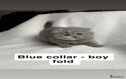 Scottish Fold cats for sale: Scottish folds for sale  - Image 1