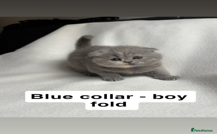 Scottish Fold cats - Advert 1