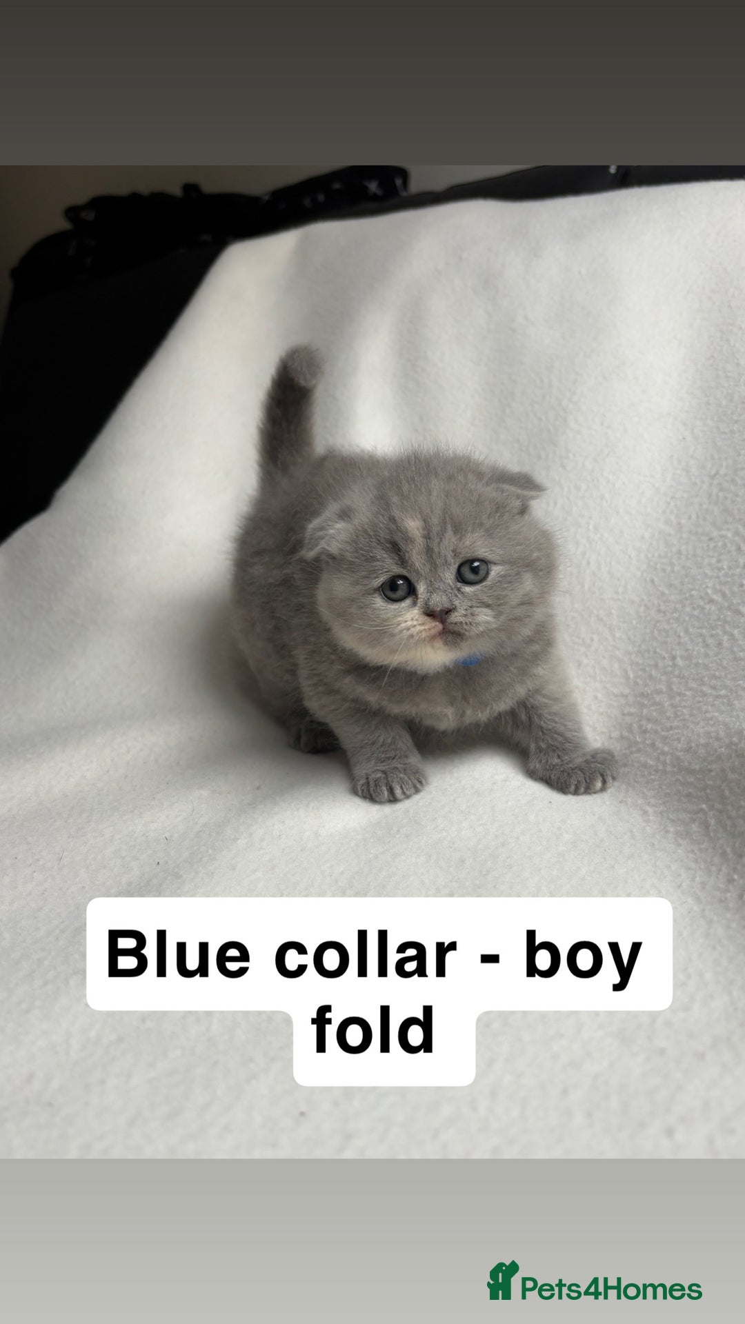 Scottish Fold cats for sale: Scottish folds for sale  - Image 1