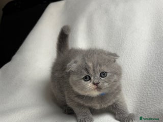 Scottish Fold cats - Advert 1
