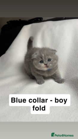 Scottish Fold cats - Advert 3