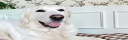 Golden Retriever dogs for sale: Old English Cream ~ Champion lines ~ DNA tested  - Advert 6