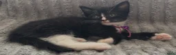 British Shorthair cats for sale: Black & white boy and girl kittens  - Advert 7
