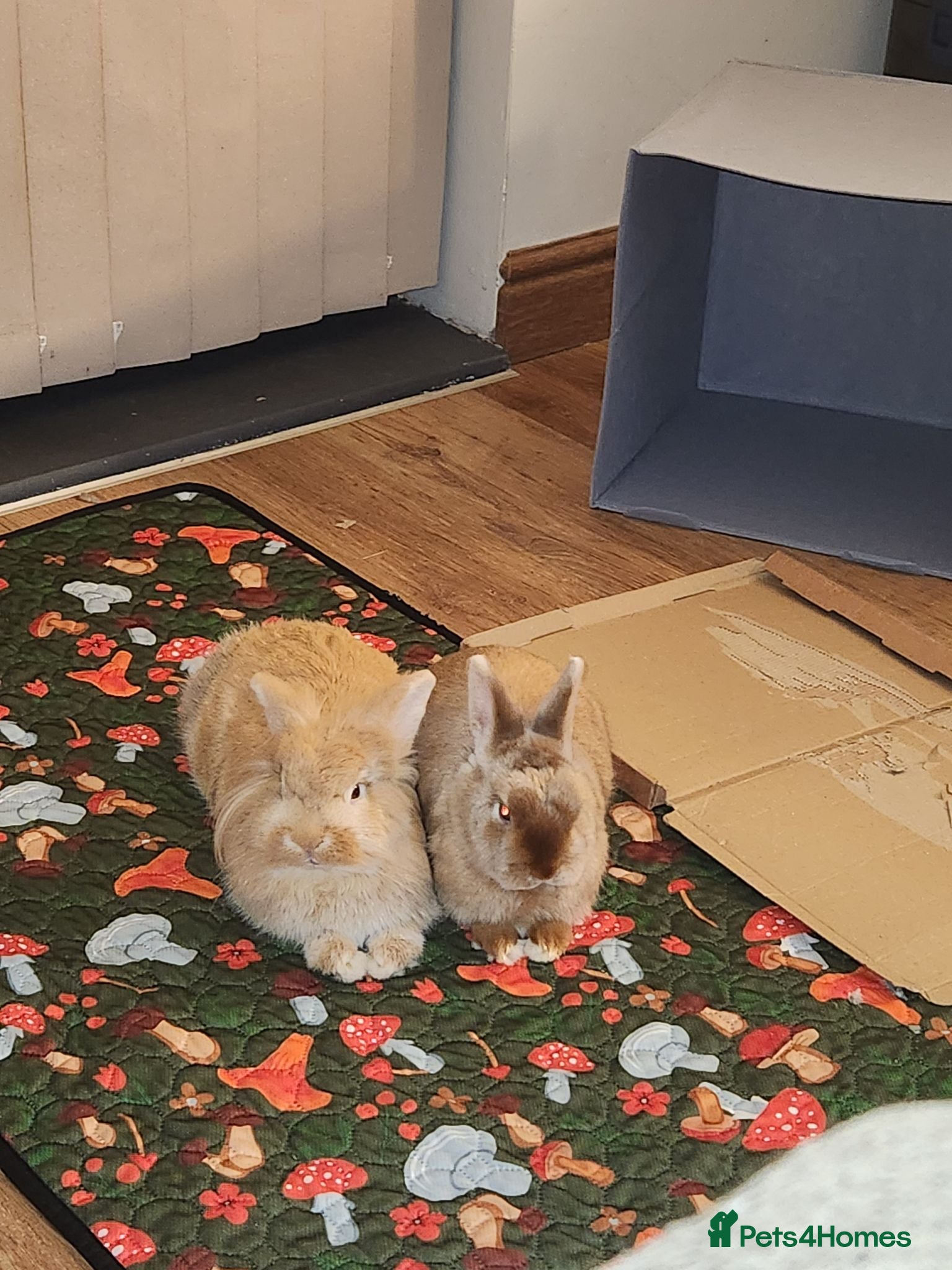 Lionhead rabbits Female rabbits  - Advert 3