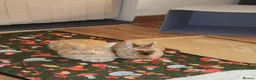 Lionhead rabbits for sale: Female rabbits  - Advert 1