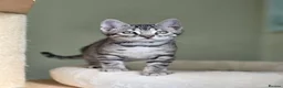 Bengal cats for sale: Gorgeous Health Tested Bengal Kittens  - Advert 13