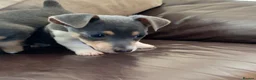 Jack Russell dogs for sale: Fabulous Miniature Jack Russell puppies  - Advert 8