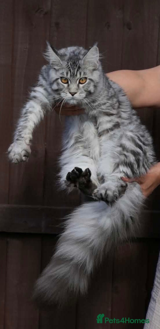 Maine Coon cats Monarch Maine coon kitten XL PEDIGREE maine coons - Advert 10