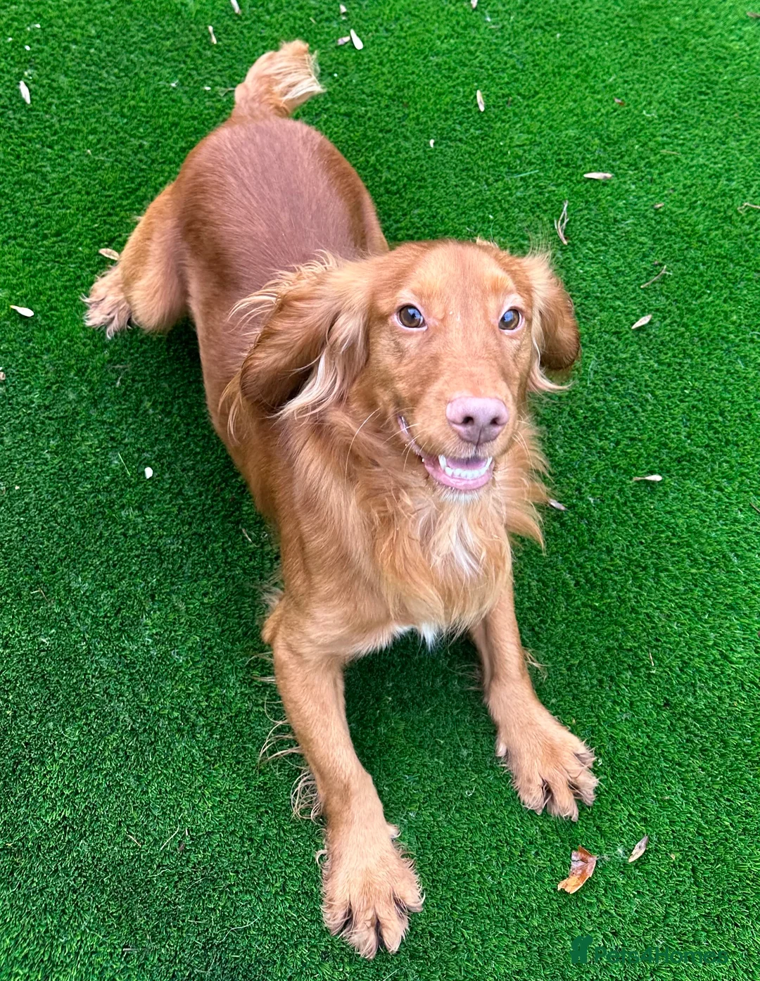 Cocker Spaniel dogs for stud: Fully Health Tested Red working cocker spaniel, in Larkhall - Advert 3