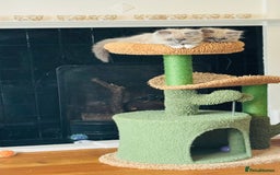 Ragdoll cats for sale: 2 Mink & 1 Blue Point Fluffy Babies  - Image 13