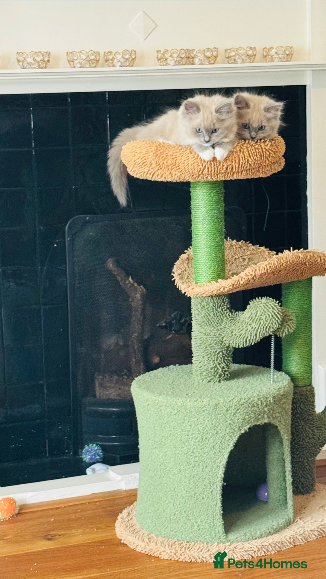 Ragdoll cats for sale: 2 Mink & 1 Blue Point Fluffy Babies  - Image 13