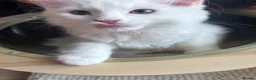 Munchkin cats for sale: Beautiful Girl kitten - Advert 7