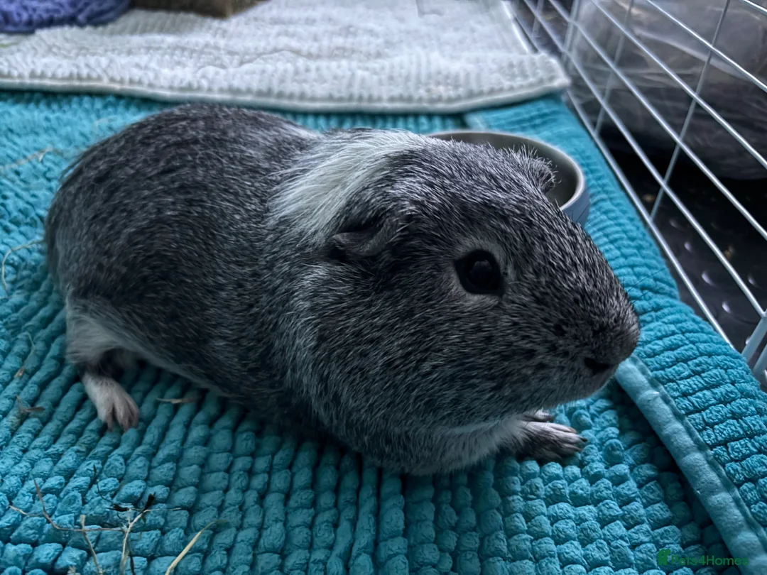 Guinea Pig rodents for sale: Male guinea pigs for sale  - Advert 2