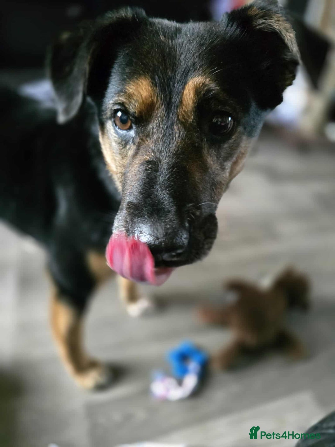 Mixed Breed dogs for adoption: Bumble for adoption - Advert 2