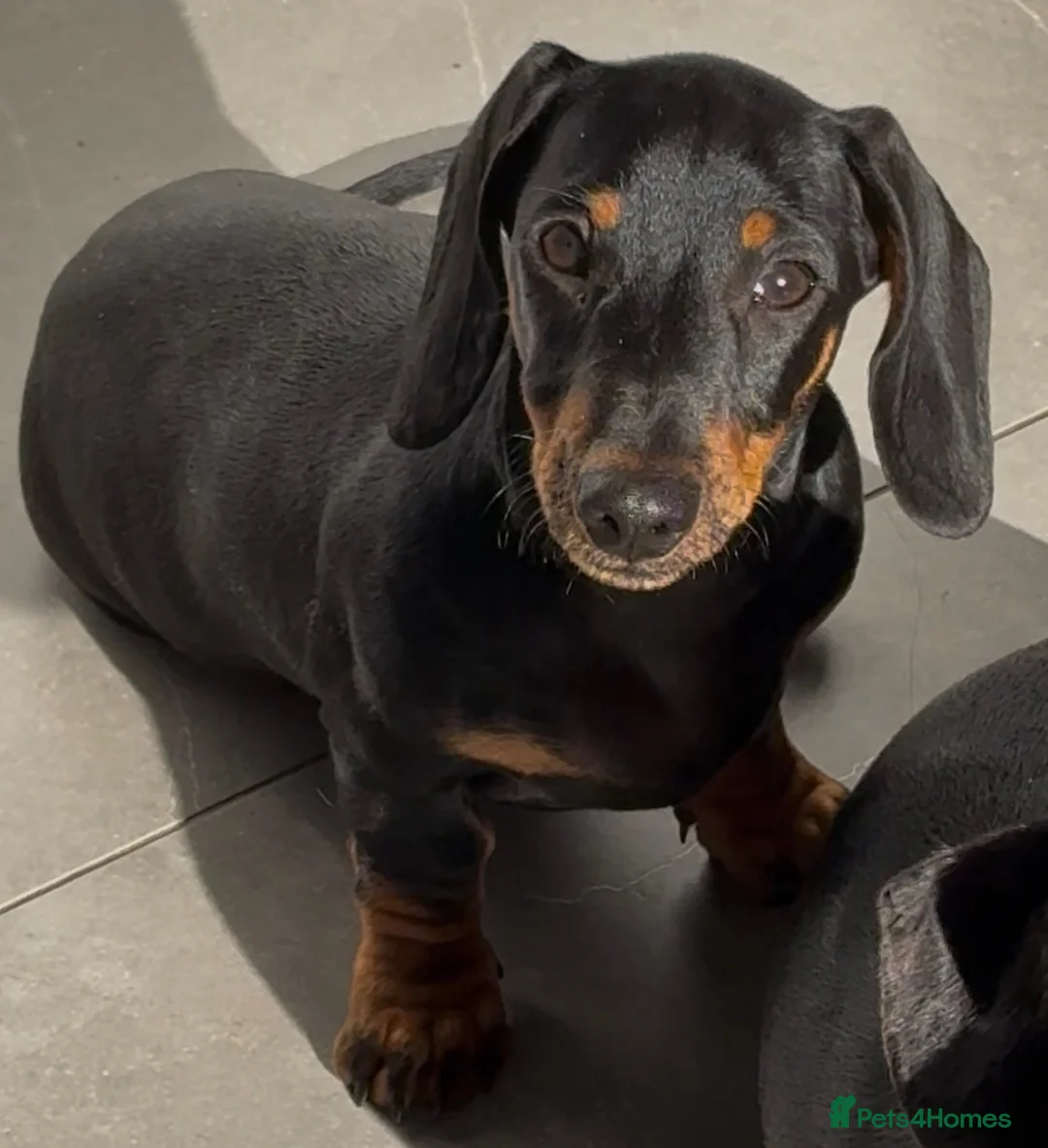 Dachshund dogs for sale: Miniature Smooth Dachshund  - Advert 2