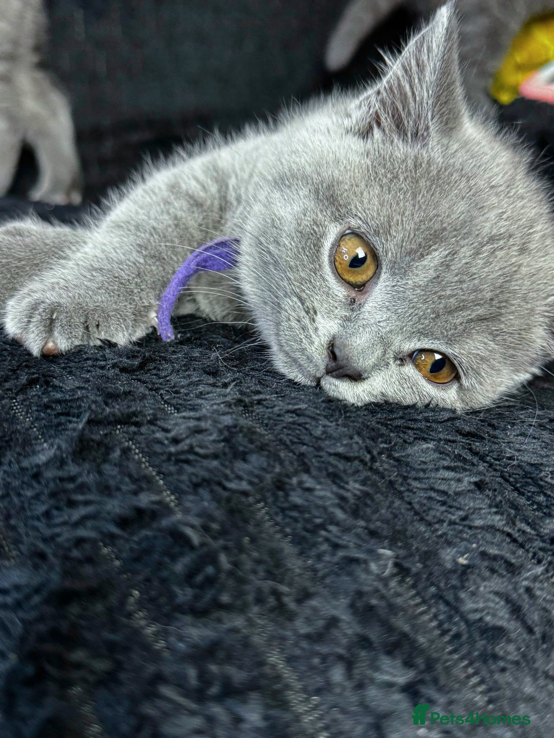British Shorthair cats for sale: BRITISH SHORTHAIR GCCF REG,CHAMPION BLOOD,PEDIGREE - Image 11