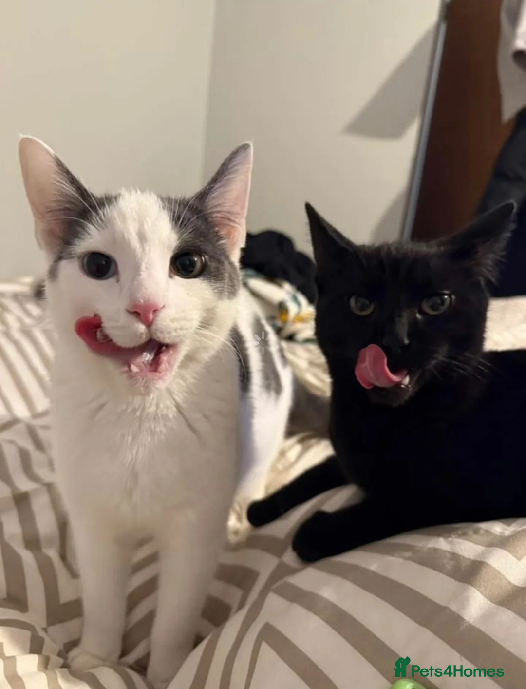 Mixed Breed cats for sale: Storm & Shadow  in Sheffield - Advert 2