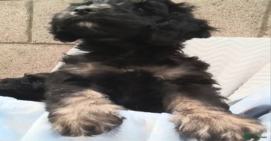 American Cocker Spaniel dogs - Advert 11