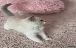 Ragdoll cats for sale: Extremely cuddly Ragdoll kittens! - Image 6