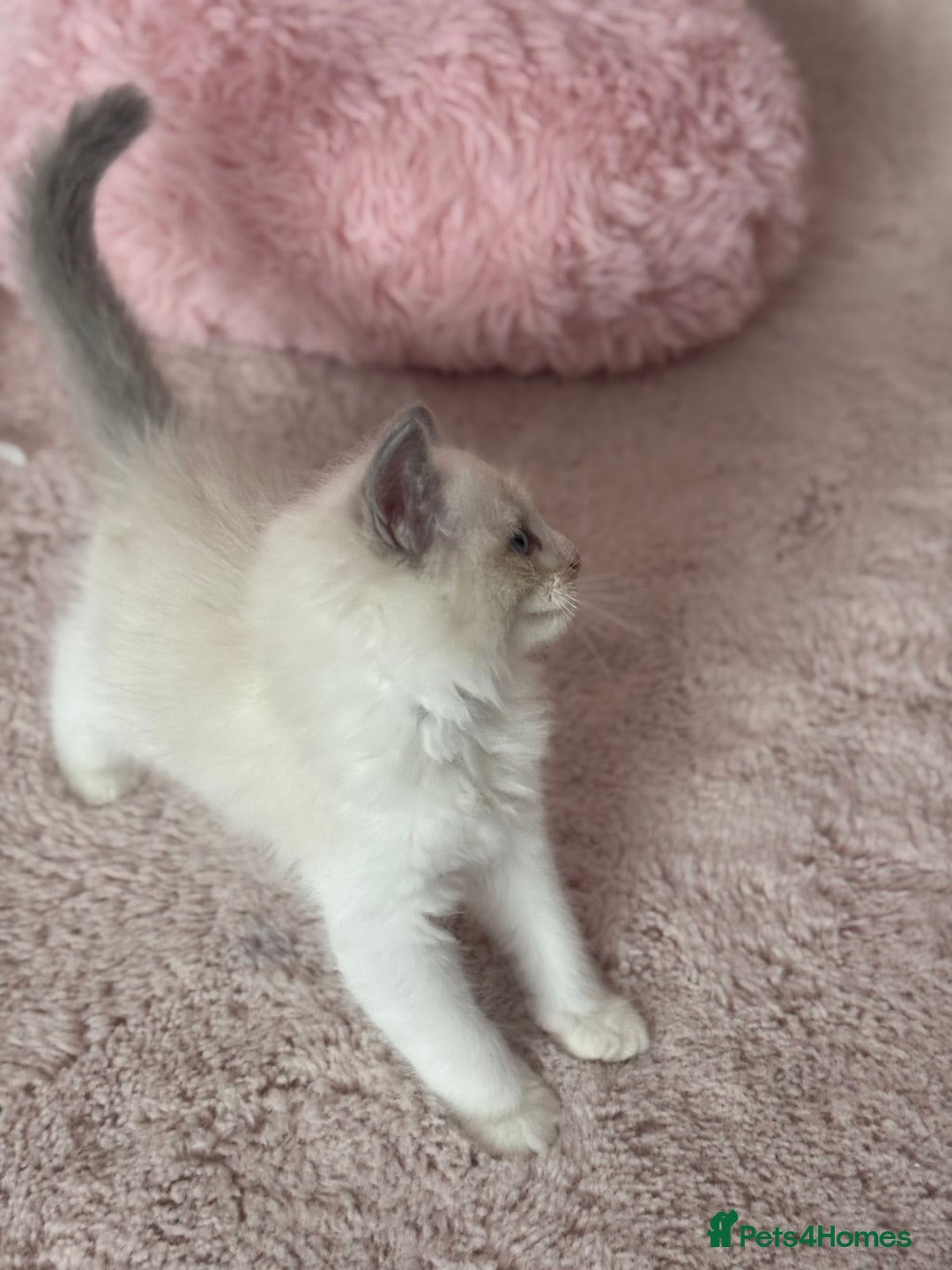 Ragdoll cats for sale: Extremely cuddly Ragdoll kittens! - Image 6
