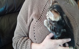 Bengal cats for sale: Ready Now stunning Bengal kittens - Image 15