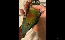 Conures birds for sale: Green cheek conure for sale  - Image 6
