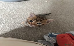 Bengal cats for sale: Bengal Kittens Ready2Go (Mother is TICA certified) in London - Image 5