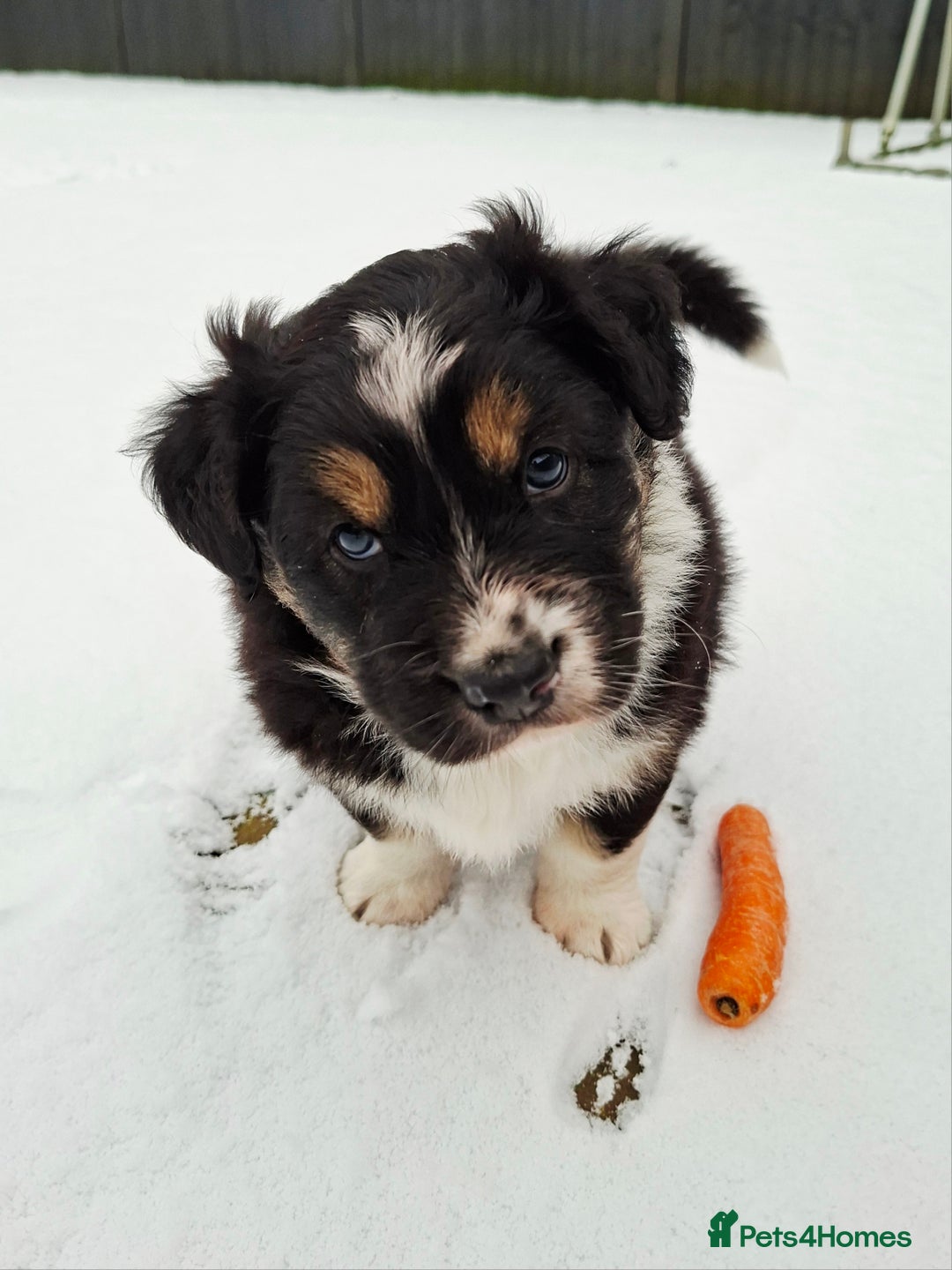 Australian Shepherd dogs for sale: Beautiful Australian Shepherd puppy for sale  - Advert 9