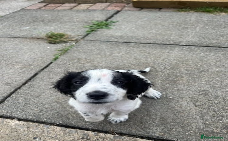 Cocker Spaniel dogs - Advert 7