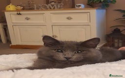 British Longhair cats for sale: British blue longhair - Image 5