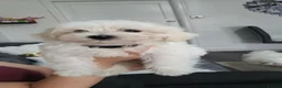 Maltese dogs for sale: Pure Bred Maltese Puppies for sale - Advert 4