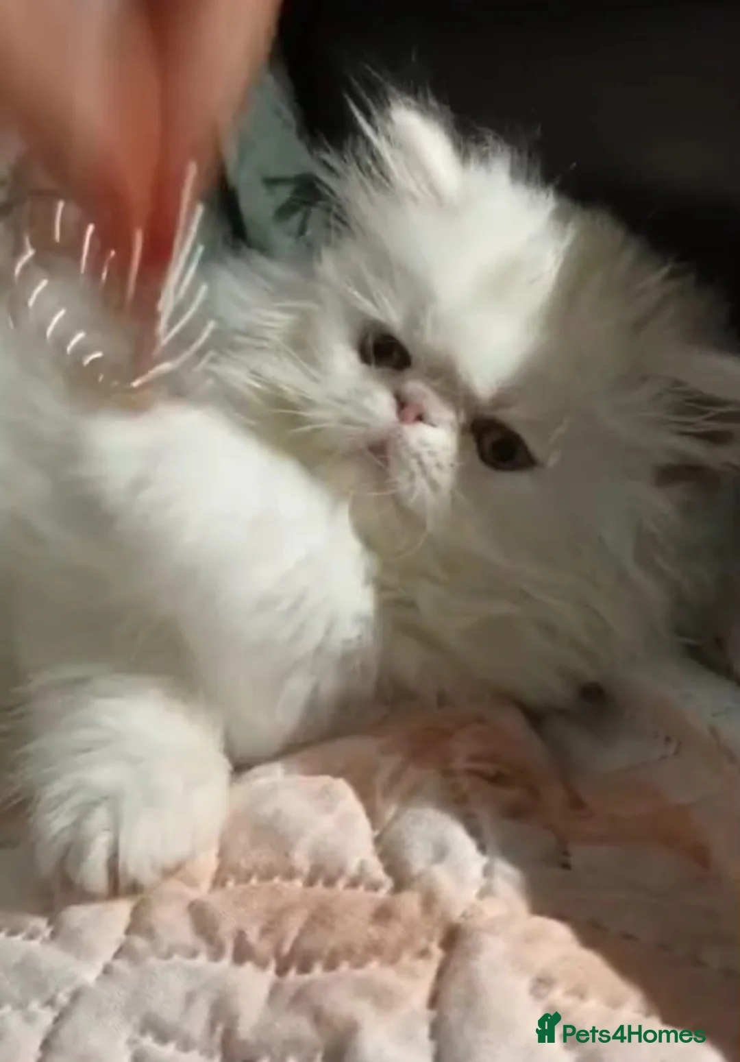 Persian cats for sale: White as snow boy looking for a new home  - Advert 2