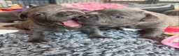 Staffordshire Bull Terrier dogs for sale: Beautiful blue Staffordshire bull terrier puppies  in Coventry - Advert 18