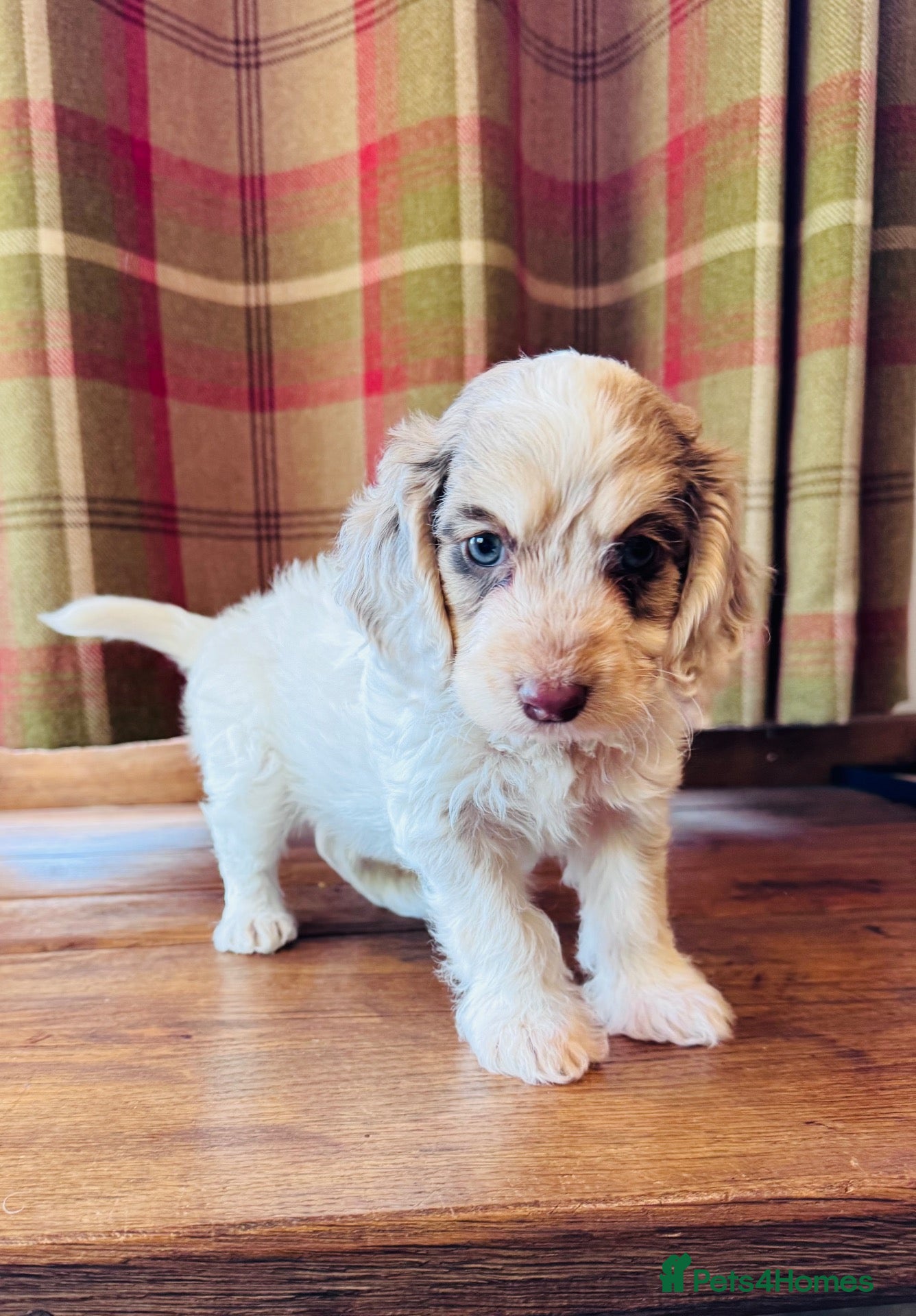 Cockapoo dogs for sale: Cockapoo Babies 🐾🐾🐾 - Advert 2