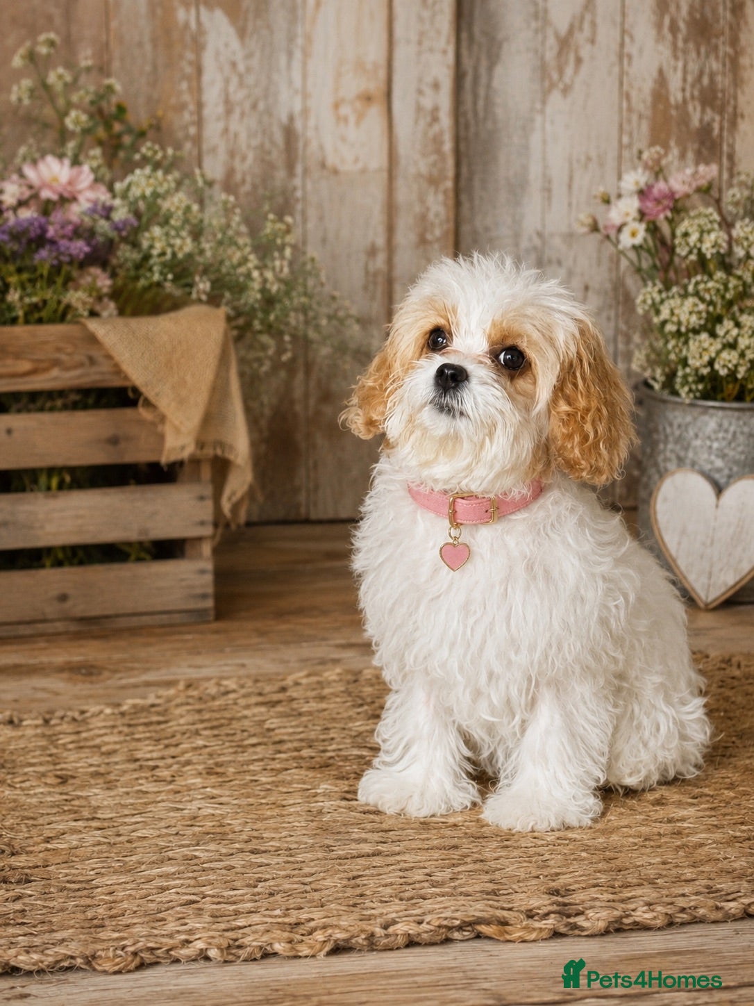 Cavapoochon dogs Extensively Health tested Ready to leave now 💕 - Advert 1