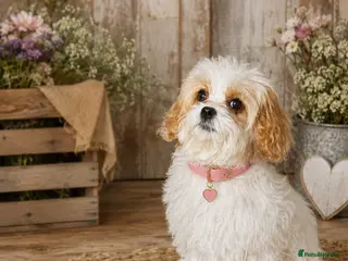 Cavapoochon dogs Extensively Health tested Ready to leave now 💕 - Advert 1