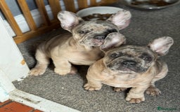 French Bulldog dogs for sale: 2 STUNNING BOY FRENCHIES LEFT…. REDUCED‼️‼️ in Stoke-on-Trent - Image 1