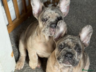 French Bulldog dogs in Stoke-on-Trent - Advert 11