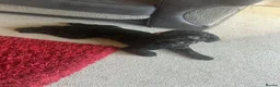 Cockapoo dogs for sale: 14 Month old Cockerpoo - Advert 3
