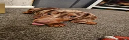 Dachshund dogs for sale: Male dashhound dappled  - Advert 1
