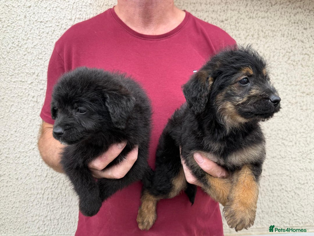 Cockapoo dogs for sale: Cockapoo puppies for sale  - Image 9