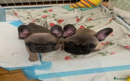 French Bulldog dogs for sale: French bulldogs  - Image 4