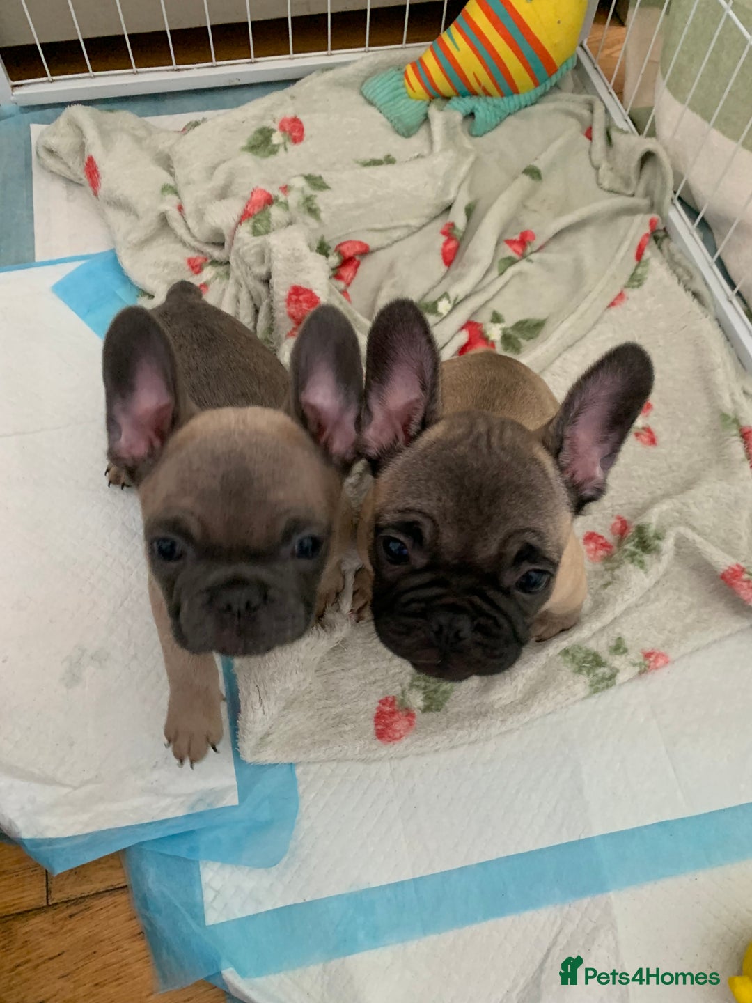 French Bulldog dogs for sale: French bulldogs  - Image 4