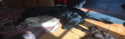Flat coated Retriever dogs for sale: Gorgeous liver and black Flatcoat Retrievers - Advert 36