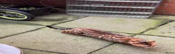 Bengal cats for sale: Ticca registered active male  - Advert 2