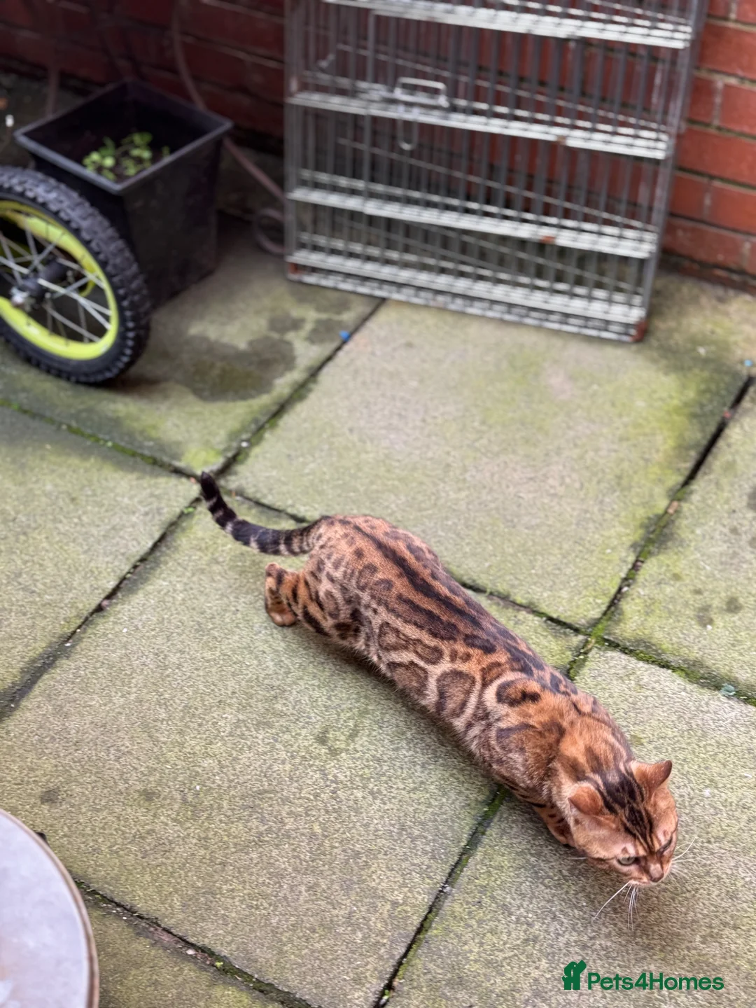 Bengal cats for sale: Ticca registered active male  - Advert 2