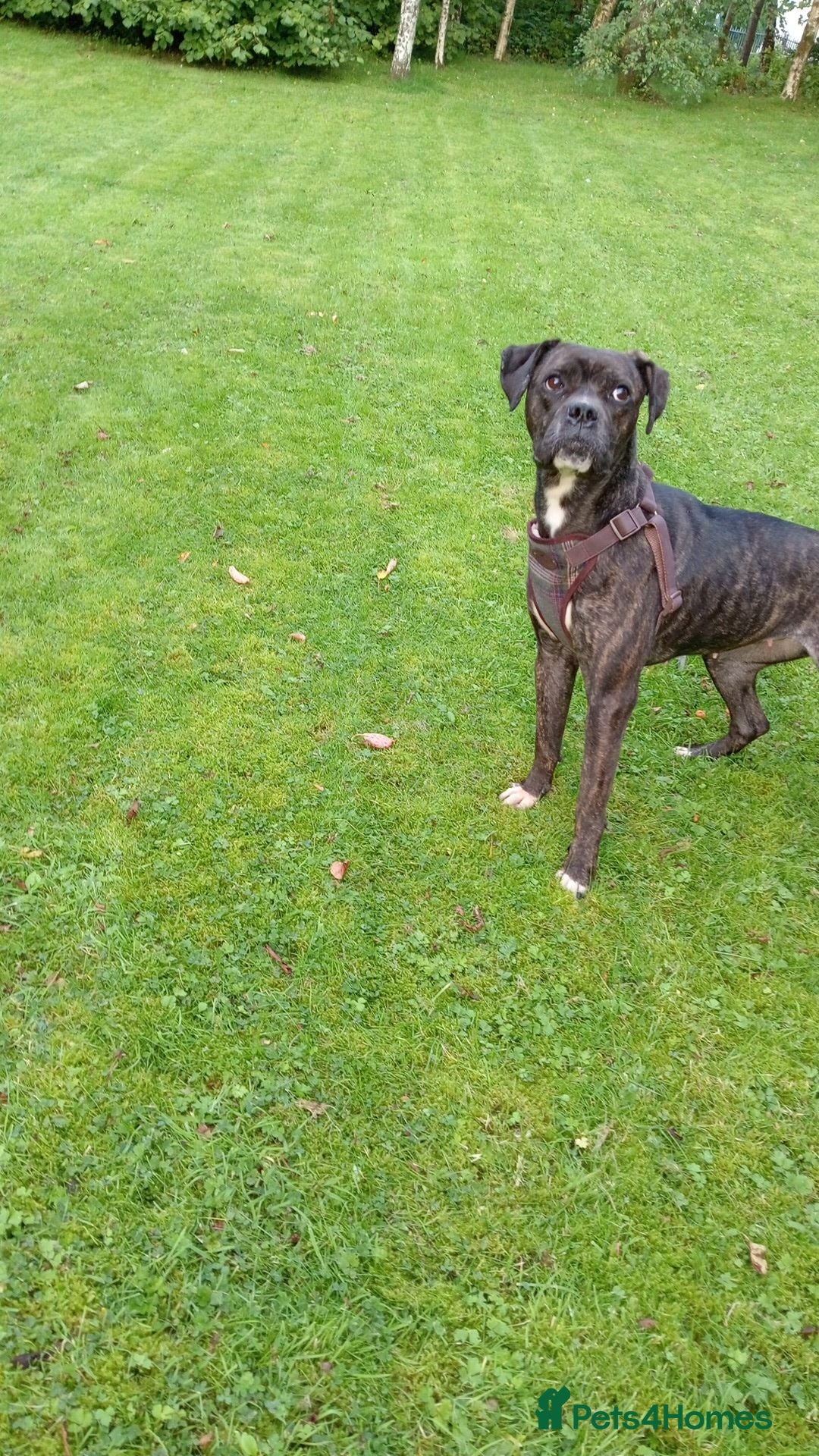 Mixed Breed dogs Mastiff cross  - Advert 2