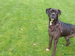 Mixed Breed dogs Mastiff cross - Advert 2