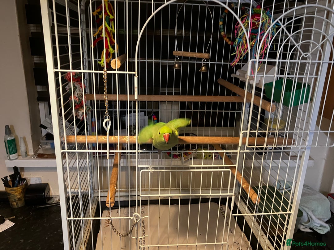 Parakeets birds for sale: parakeet - Advert 5